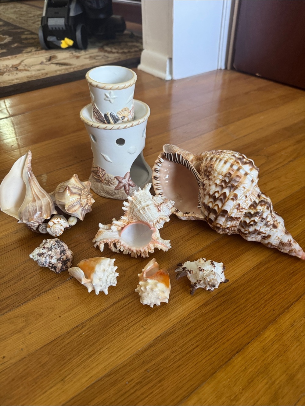 7 Sea Shell